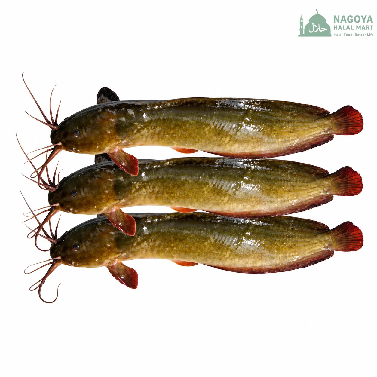 Magur Fish Whole
