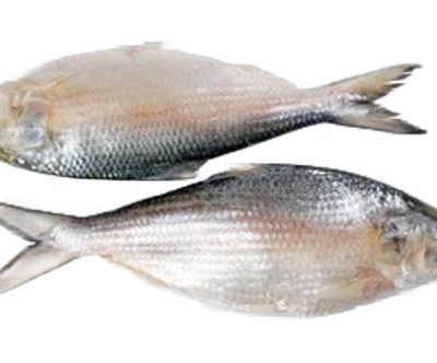 Hilsha Fish whole(Ilish) – (1200-1500gm)